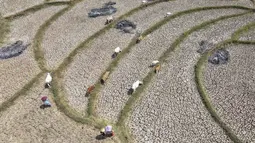 Warga menggembala hewan ternaknya pada sawah yang retak akibat kekeringan di kawasan Weninggalih, Jonggol, Jawa Barat, Selasa, 25 Agustus 2026. (KLY/ Arie Basuki)
