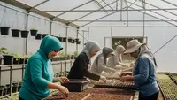 6 Tips Menyemai Sayur agar Panen Tidak Putus Ala Kelompok Wanita Tani di Purwokerto