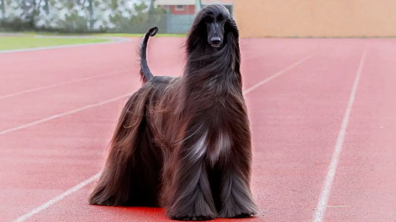 [Bintang]  Anjing