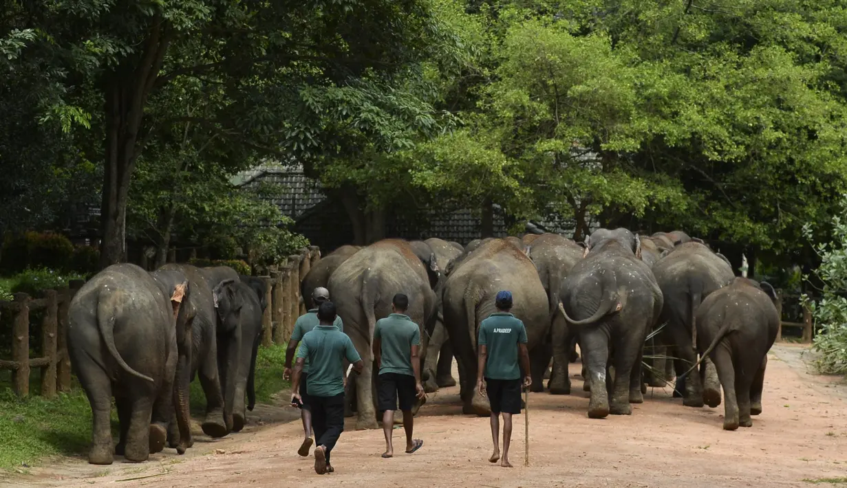 Mahout atau penjaga gajah mengawal kawanan gajah di Panti Asuhan Gajah Pinnawala di Pinnawala, sekitar 90 km dari ibu kota Kolombo (11/8/2020). Hari Gajah Sedunia dirayakan setiap tahun pada 12 Agustus untuk menyebarkan kesadaran tentang pelestarian dan perlindungan gajah. (AFP/Lakruwan Wanniarachch