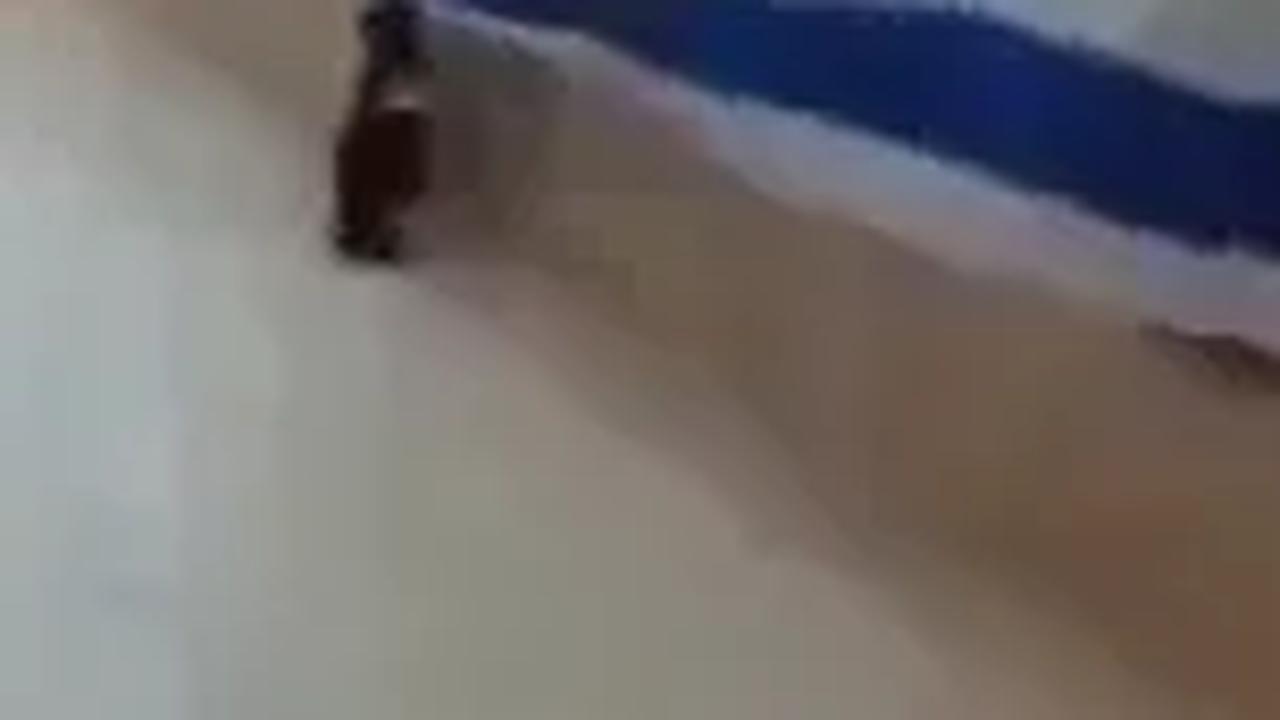 Kucing Injak dan Lepas Bendera Israel