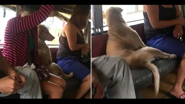 Anjing duduk di angkot seperti manusia