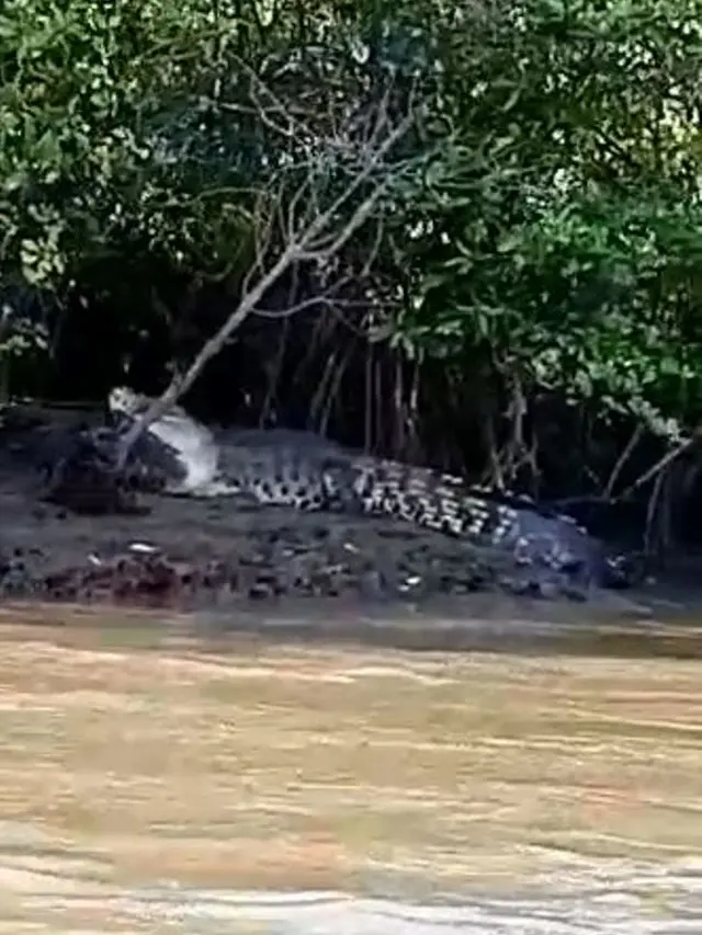 Penampakan buaya Nusakambangan di Terobosan Buaya, Laguna Segara Anakan, Cilacap, Jawa Tengah. (Foto: Liputan6.com/Muhamad Ridlo)
