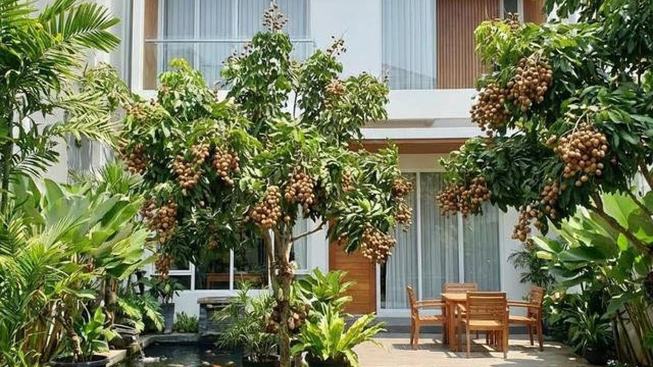 Buah Apa yang Cocok Ditanam di Halaman Belakang? Berikut 10 Tanaman Favorit Keluarga