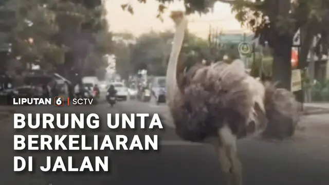 Burung Unta Berkeliaran di Jalan