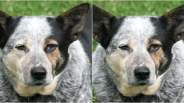 Courtesy wikimediacommon