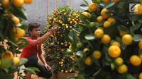 10 Tanaman Hias Outdoor Pembawa Hoki, Simbol Kemakmuran dan Penuh Makna