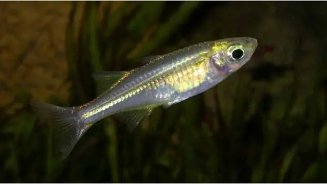 Courtesy ListVerse.com