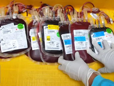 Petugas menunjukkan stok darah di Unit Transfusi Darah (UTD) PMI Provinsi DKI Jakarta, Kamis (28/1). PMI mengantisipasi kenaikan permintaan kebutuhan darah akibat mewabahnya penyakit Demam Berdarah Dengue (DBD) di Jabodetabek (Liputan6.com/Gempur M Surya)