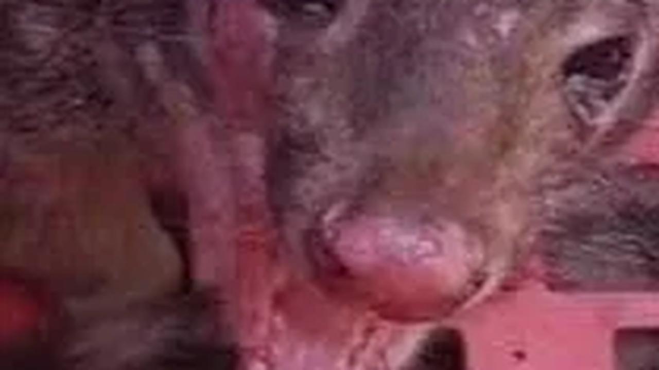 Niat Menjebak Musang, Petani Ini Malah Temukan Hewan yang Dianggap Punah 130 Tahun Lalu