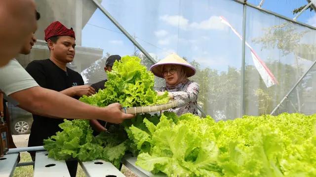 Kisah Saiful dan Ferdiansyah, Petani Muda Banyuwangi yang Panen Cuan dari Selada Hidroponik