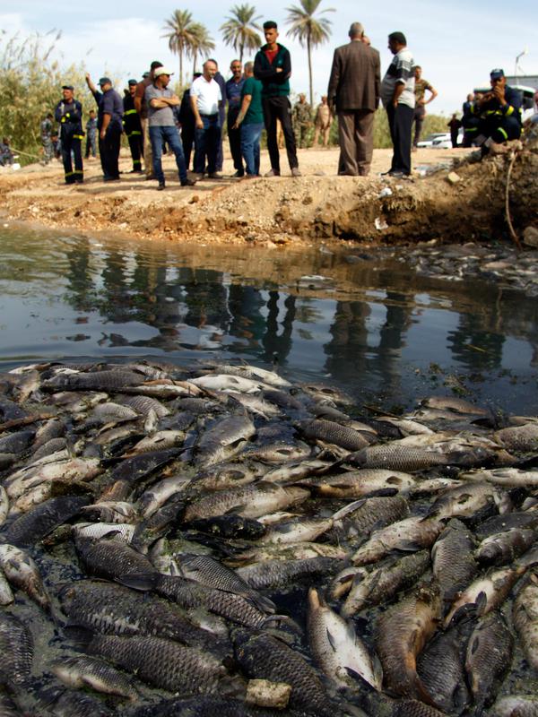 Orang-orang mengamati ribuan ikan mas mati mengapung di atas permukaan Sungai Eufrat dekat kota Sadat al Hindiya di Irak, Jumat (2/11). Belum diketahui penyebab ribuan ekor ikan mas yang diternak tersebut mati secara massal. (Haidar HAMDANI/AFP)