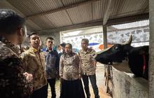 Wapres Gibran Dorong Hilirisasi Industri Sapi Boyolali, Tingkatkan Ekonomi Peternak