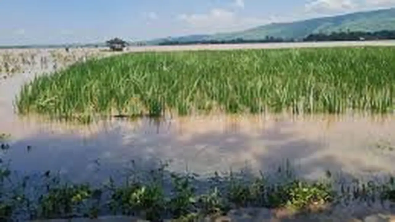 Ratusan lahan persawahan di Situbondo terendam banjir (Istimewa)