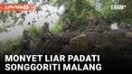 Kelaparan, Monyet Liar Turun Gunung dan Minta Makan ke Warga