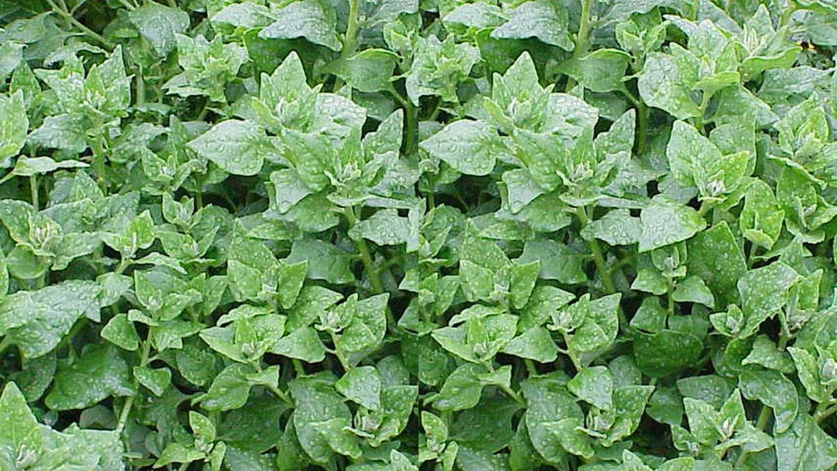 Bayam Selandia Baru (Tetragonia Tetragonoides)