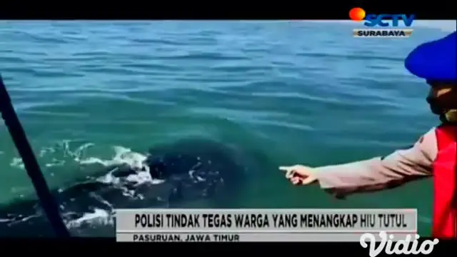 Perairan Pasuruan menjadi habitat Hiu Tutul atau Hiu Paus. Kawananan ini kerap muncul ke permukaan terutama saat cuaca cerah dan air jernih. Satpol Air Pasuruan kawal kawanan hiu tutul dari gangguan oknum tak bertanggung jawab.