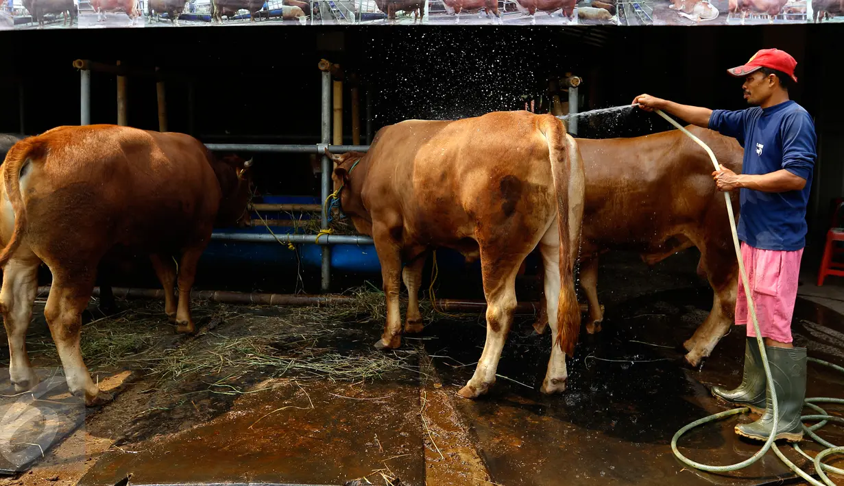 Pedagang memandikan sapi hewan qurban yang dijajakan di Depok, Jawa Barat, Rabu (9/9/2015). Jelang Idul Adha 1436H, Ahok menerbitkan Instruksi Gubernur terkait pelarangan penjualan serta pemotongan hewan qurban di pinggir jalan.(Liputan6.com/Yoppy Renato)