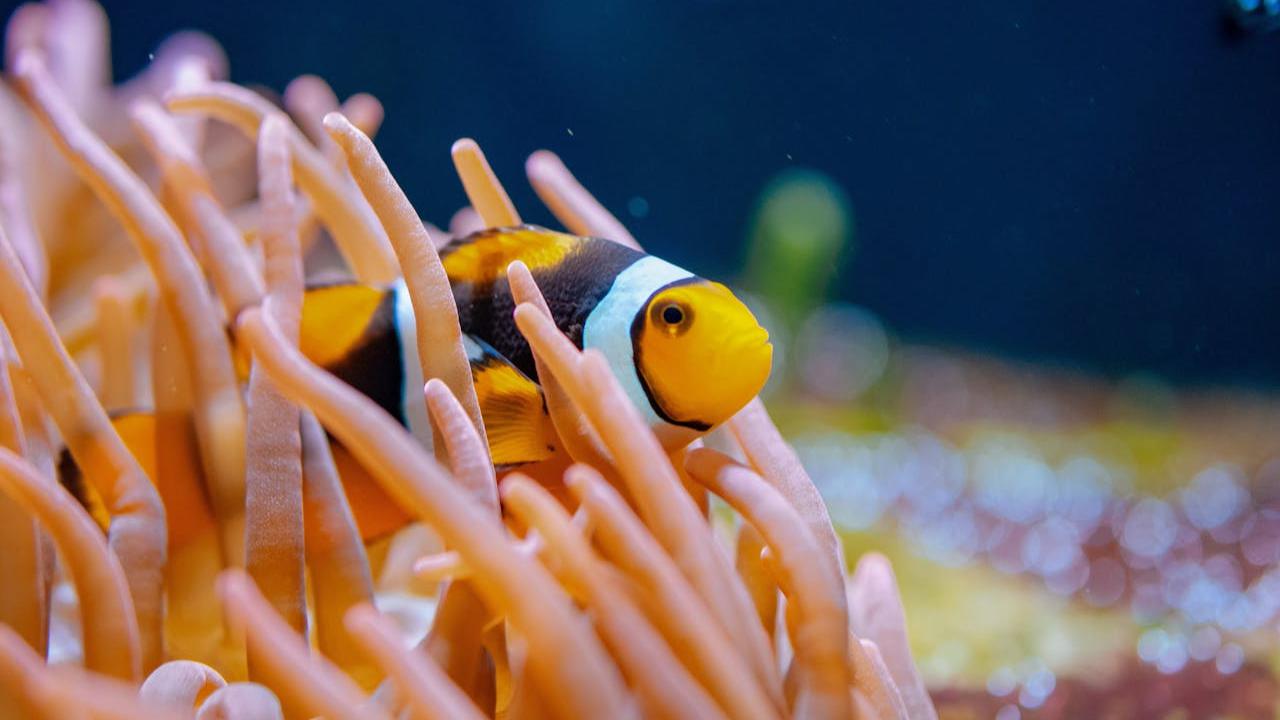 Ilustrasi Clownfish di Anemon Laut