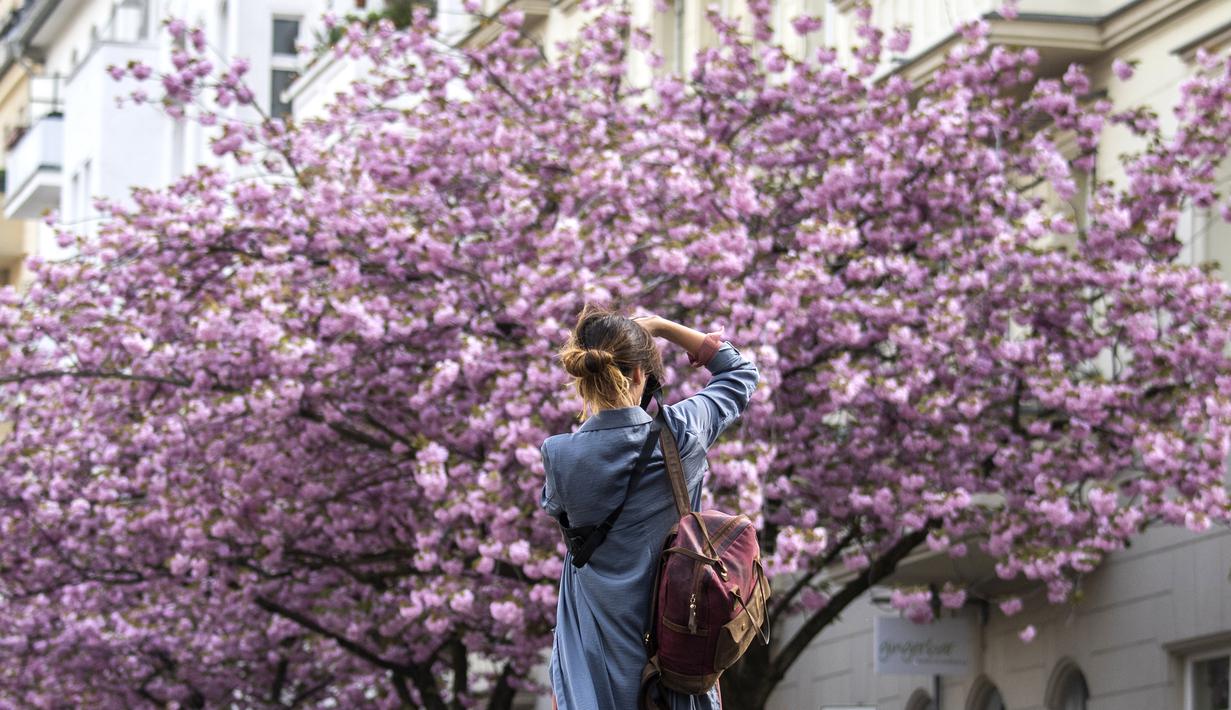FOTO Saat Bunga  Sakura  Hiasi Jalan di  Jerman Global 