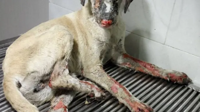  Hope, Anjing Korban Sinabung Alami Kebutaan