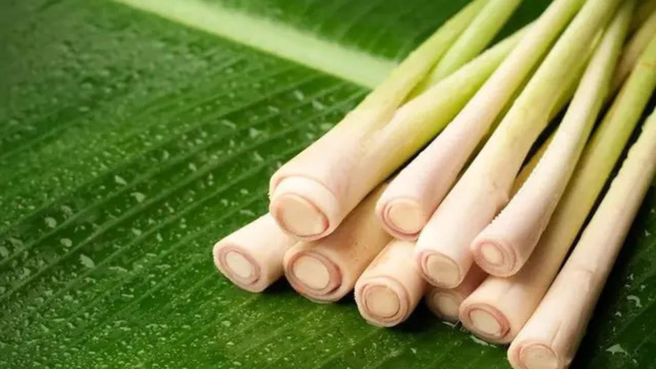 Resep dan Khasiat Serai dan Kemangi, Minuman Herbal Penurun Kolesterol