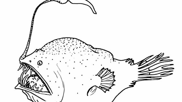 Sejarah Spesies Anglerfish
