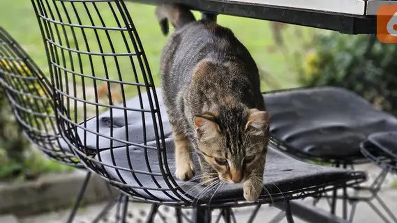 5 Tanaman yang Ditakuti Kucing, Bikin Ogah Balik Lagi ke Rumah