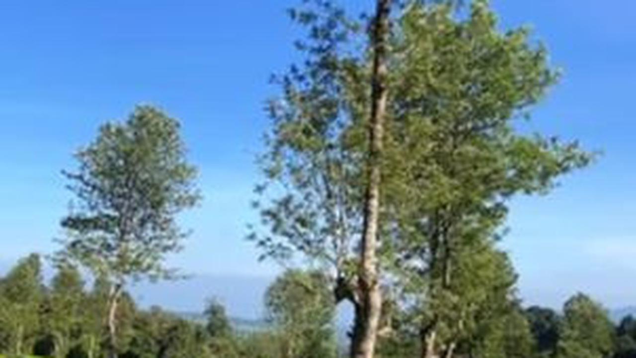 <b>Gambung</b>