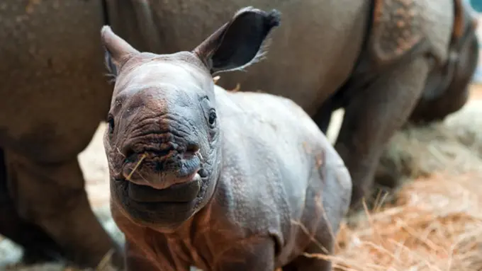 Anak Badak Ini Akan Akhiri Pekanmu dengan Segala Keimutannya