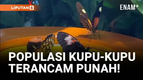  Insektisida hingga Iklim Menekan Jumlah Kupu-Kupu di AS