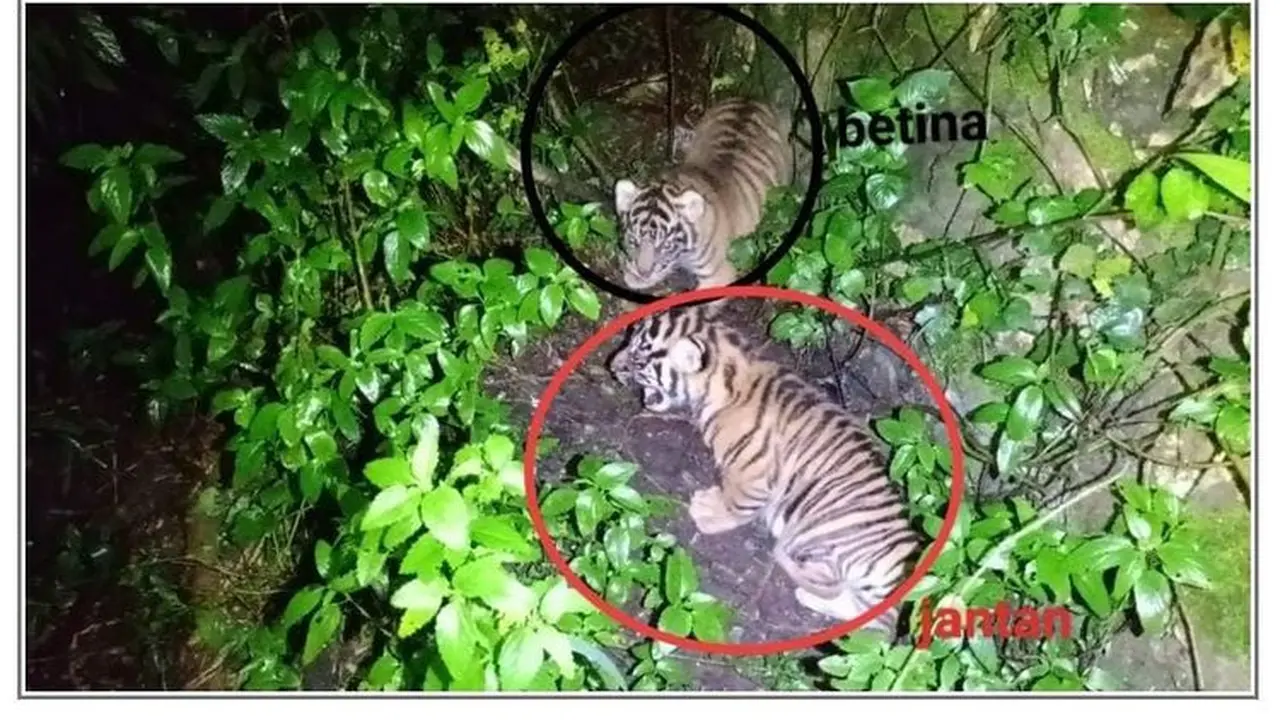 Potret Nunuk dan Ninik, Sepasang Anak Harimau Sumatera yang Lahir di Barumun