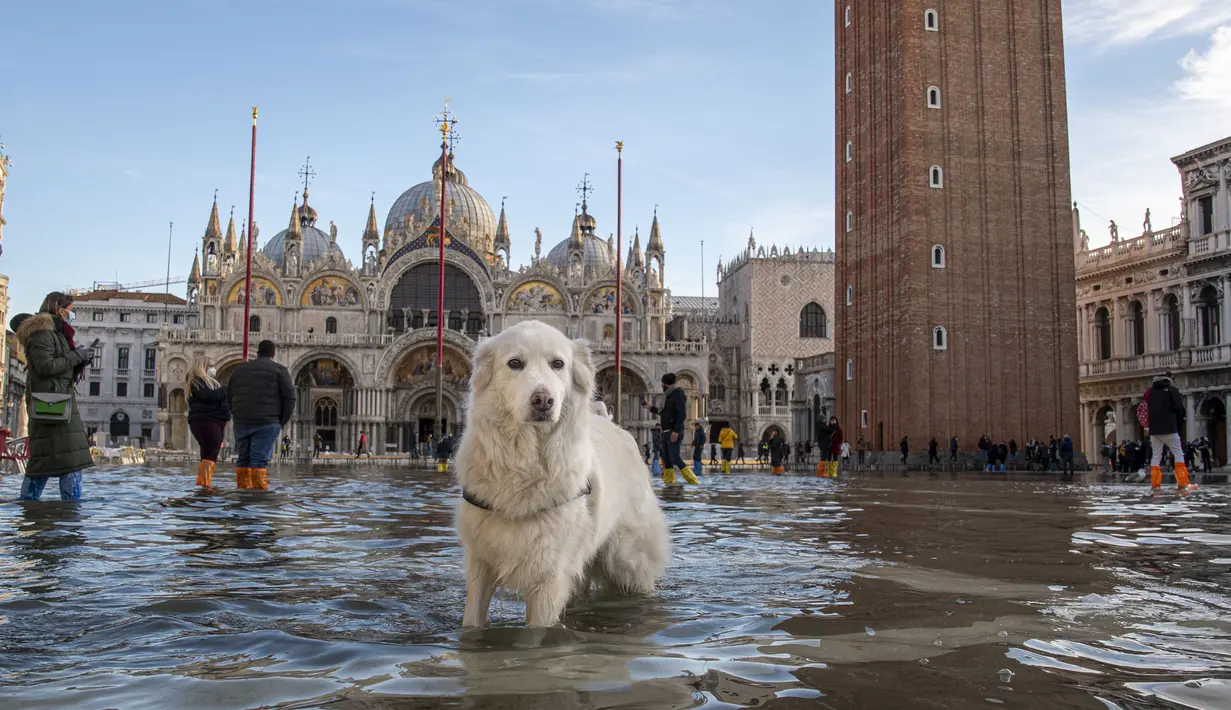 Cannella (Cinnamon), seekor golden retriever muda melihat ke kamera saat berhenti di St Mark's Square yang dibanjiri oleh air laut, di Venesia, Italia, Sabtu (4/12/2021). Air mencapai 99 sentimeter di atas permukaan laut dan bagian terendah kota tenggelam. (AP Photo/Luigi Costantini)