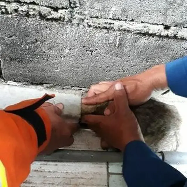 Damkar Selamatkan Kucing
