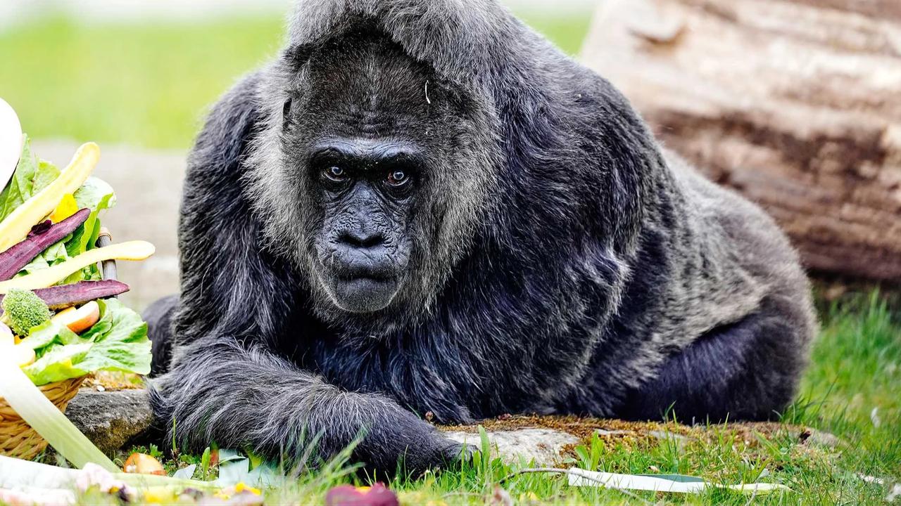 FOTO:  Momen Ulang Tahun ke 69 Fatou,  Gorila Tertua di Dunia