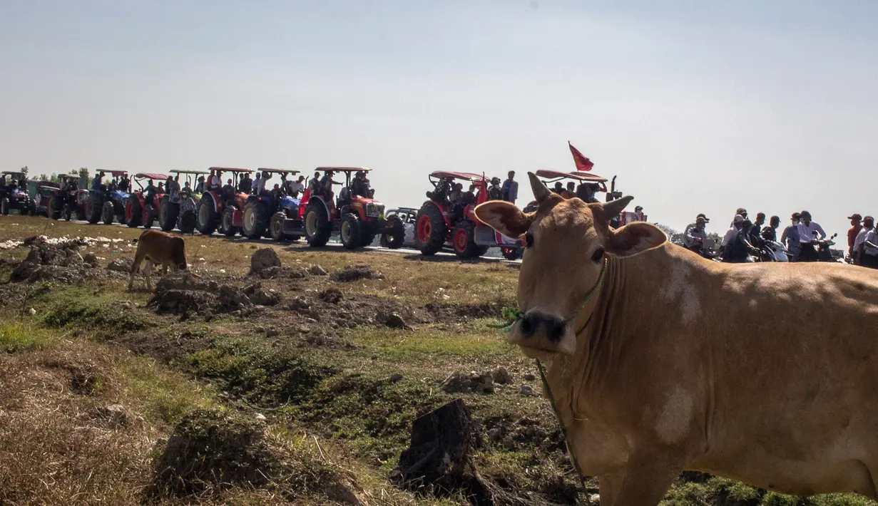 Seekor sapi terlihat saat para petani mengendarai traktor dalam konvoi mengambil bagian dalam demonstrasi menentang kudeta militer di Thongwa, di pinggiran Yangon (12/2/2021). Para petani menuntut jenderal selaku pemimpin militer Myanmar yang melakukan kudeta untuk melepaskan kekuasaan. (AFP/STR)
