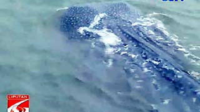 Wow Ada Hiu Di Pantai Pangandaran News Liputan6com