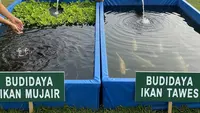 9 Ikan Konsumsi yang Tahan Air Keruh, Cocok untuk Budidaya