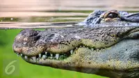 Ilustrasi Foto Buaya (iStockphoto)