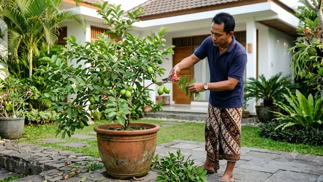 Jambu Kristal