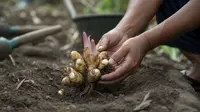 Cara Menanam Lengkuas agar Cepat Bertunas, Panduan Lengkap dari Pemilihan Bibit hingga Perawatan
