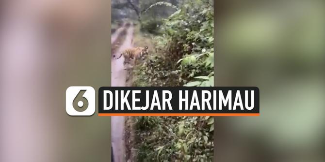 VIDEO: Kepanikan Turis Dikejar Harimau Saat Kunjungi Taman Nasional