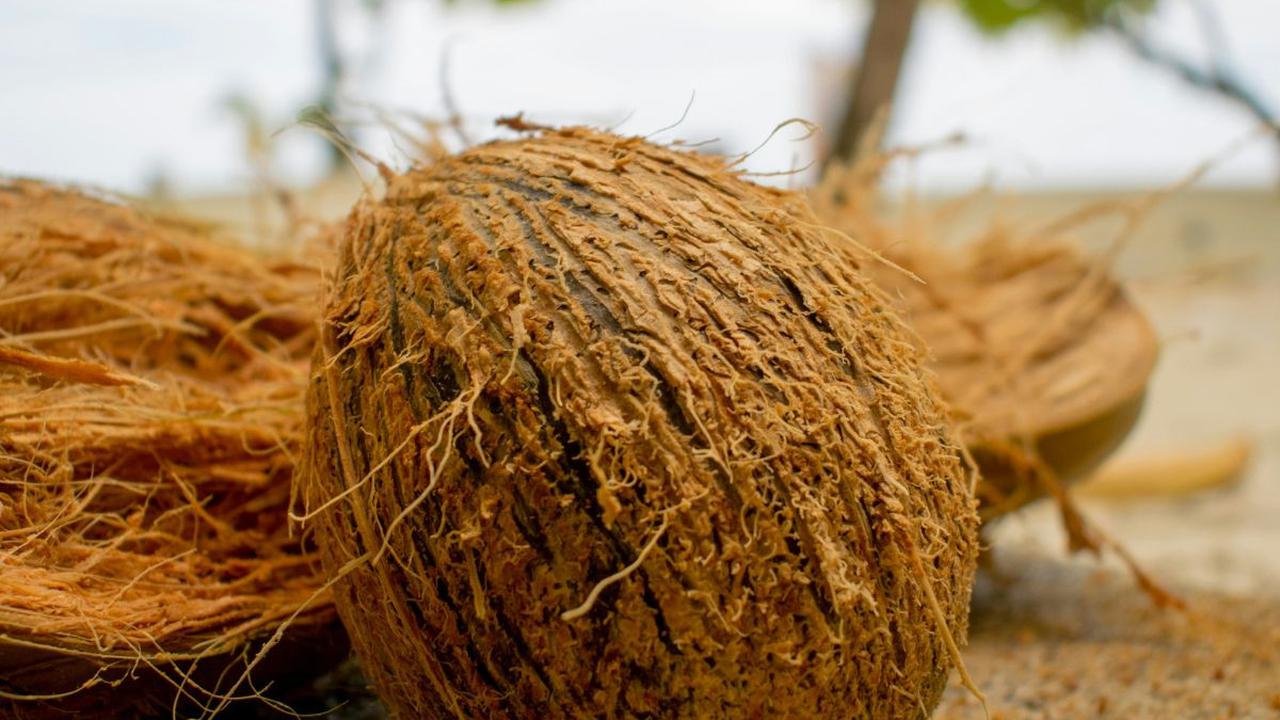 <b>Kandungan Nutrisi Air Kelapa Bakar</b>