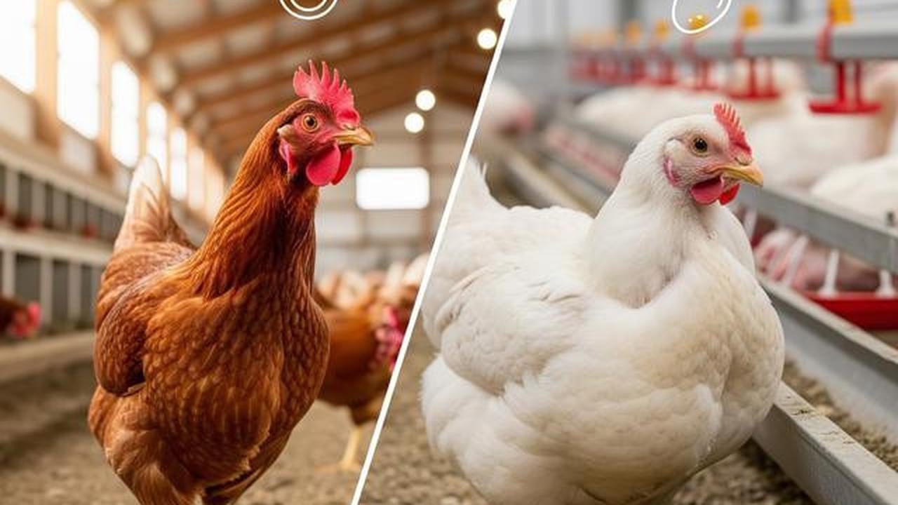 Ayam Petelur vs Ayam Pedaging Mana yang Lebih Gampang Diternak, Ini Penjelasan untuk Pemula