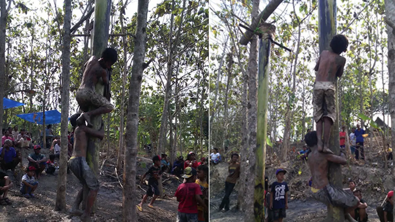 Tradisi Unik Panjat Pisang di Komunitas Samin 