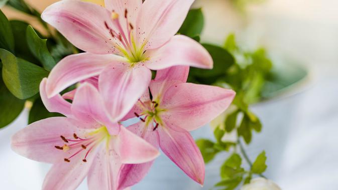 Mengungkap Kepribadian Perempuan Penyuka Bunga Lily Lifestyle Fimela Com