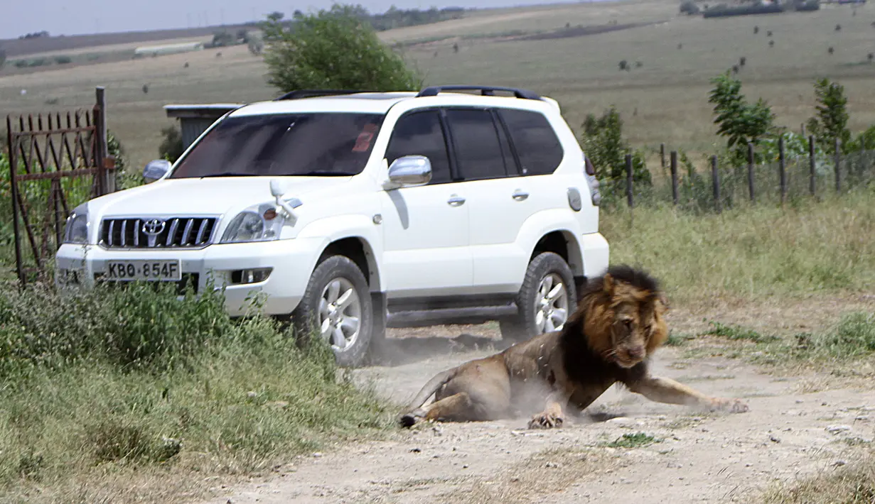 Seekor singa jantan terluka setelah ditembak oleh petugas jagawana Kenya (KWS), di luar ibu kota Kenya, Nairobi, Rabu (30/3). Singa itu ditembak mati setelah melukai seorang pejalan kaki di Isinya, kawasan di sebelah selatan Nairobi. (REUTERS/Stringer)