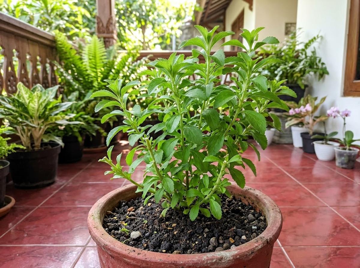 cara memperbanyak tanaman stevia