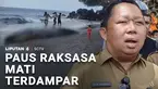 Bukan yang pertama kali terjadi, namun fenomena paus terdampar, selalu menggegerkan warga. Kali ini paus sperma ditemukan mati terdampar di pesisir pantai Kota Ternate. Bangkai paus juga menimbulkan bau menyengat.