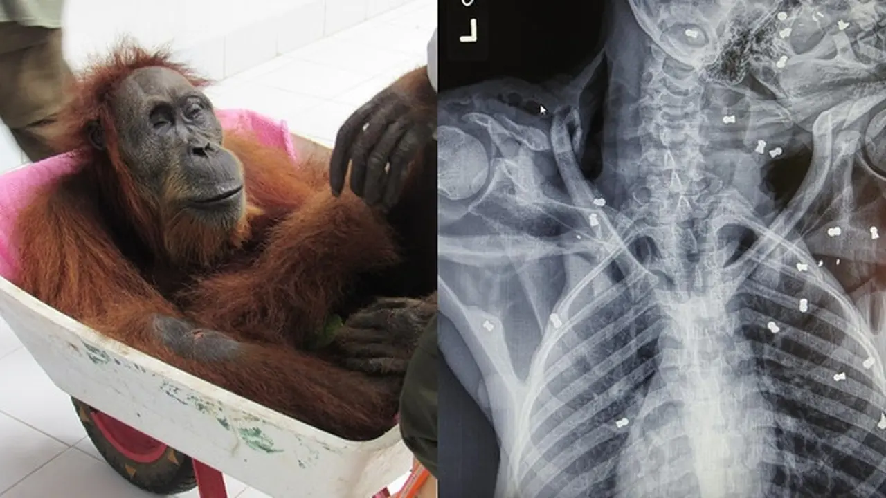 Orangutan Hope